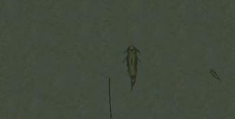 Front Page Sports: Trophy Bass 2 PC Screenshot