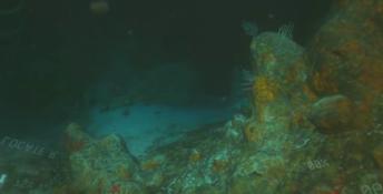 Narcosis