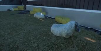 Planet Zoo: Barnyard Animal Pack PC Screenshot