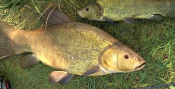Professional Fishing